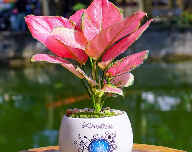 Chậu Nhựa Giá Rẻ Miền Nam