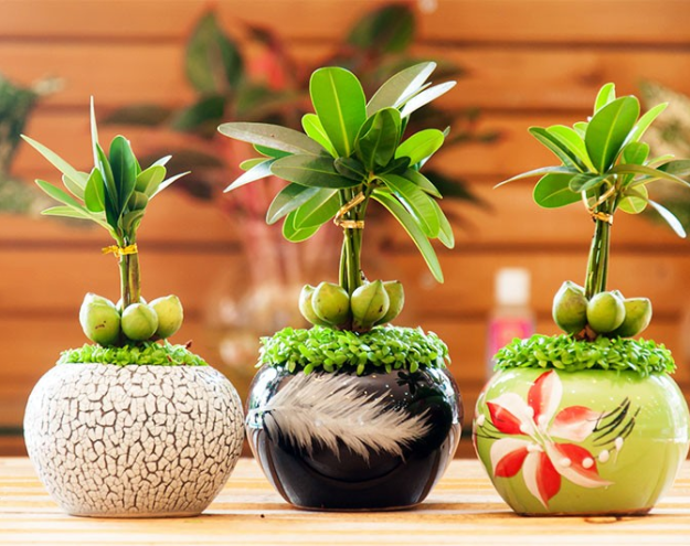 Chậu Nhựa Giá Rẻ Miền Nam