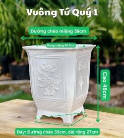 Chậu Vuông Tứ Quý 1