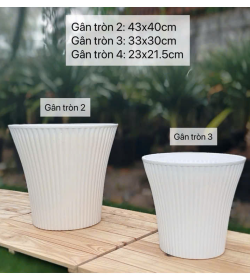 Chậu Gân Tròn