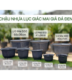 Chậu Nhựa Lúc Giác Mai Giả Đá Đen