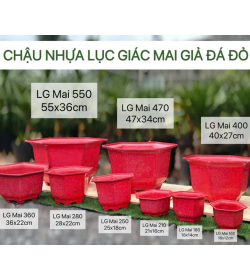 Chậu Nhựa Lúc Giác Mai Giả Đá Đỏ