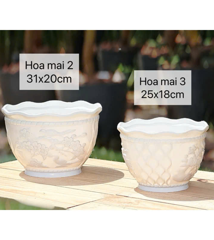 Chậu Hoa Mai